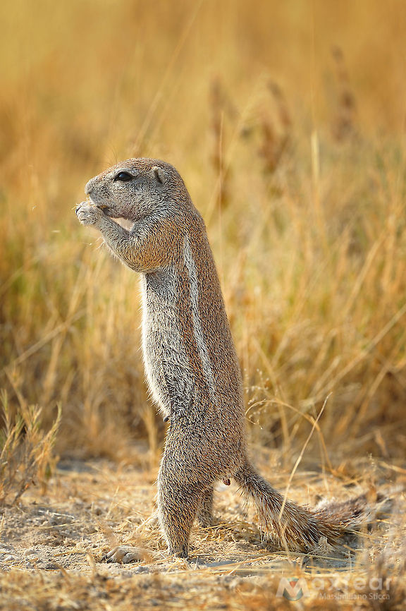 Cape ground squirrel - Xerus inauris The Cape Ground Squirrel (Xerus inauris) is found in most of the drier parts of southern Africa from South Africa, through to Botswana, and into Namibia.<br />
<br />
The name Cape Ground Squirrel is somewhat misleading as it actually has a much wider area of habitation. This common name may have been arrived at to distinguish it from a tree squirrel (the Eastern Grey Squirrel) found around Cape Town, which was imported from Europe by Cecil John Rhodes. Cape ground squirrel,Geotagged,Namibia,Xerus inauris,etosha,ground squirrel,namibia,squirrel