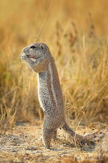 Cape ground squirrel - Xerus inauris The Cape Ground Squirrel (Xerus inauris) is found in most of the drier parts of southern Africa from South Africa, through to Botswana, and into Namibia.

The name Cape Ground Squirrel is somewhat misleading as it actually has a much wider area of habitation. This common name may have been arrived at to distinguish it from a tree squirrel (the Eastern Grey Squirrel) found around Cape Town, which was imported from Europe by Cecil John Rhodes. Cape ground squirrel,Geotagged,Namibia,Xerus inauris,etosha,ground squirrel,namibia,squirrel