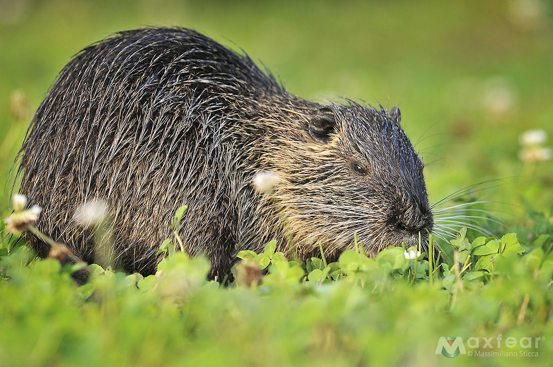 Coypu - Myocastor coypus  Coypu or Nutria,Myocastor coypus