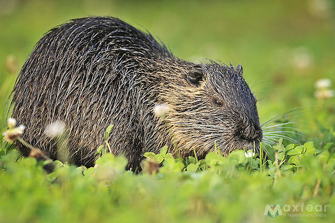 Coypu - Myocastor coypus  Coypu or Nutria,Myocastor coypus