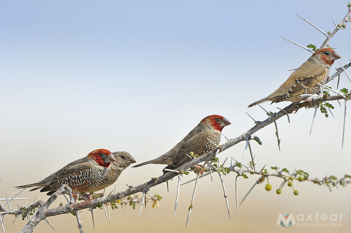 Red-headed Finch - Amadina erythrocephala  Amadina erythrocephala,Geotagged,Namibia,Red-headed Finch