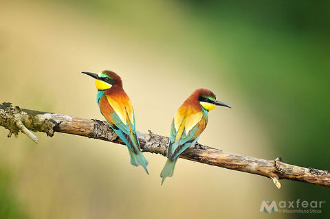 European Bee-eater - Merops apiaster  Coraciiformes,European Bee-eater,Meropidae,Merops apiaster,bee eater,eating,gruccione,gruccioni,nesting