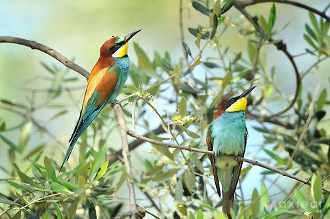 European Bee-eater - Merops apiaster  Coraciiformes,European Bee-eater,Geotagged,Italy,Meropidae,Merops apiaster,bee eater,eating,gruccione,gruccioni,nesting