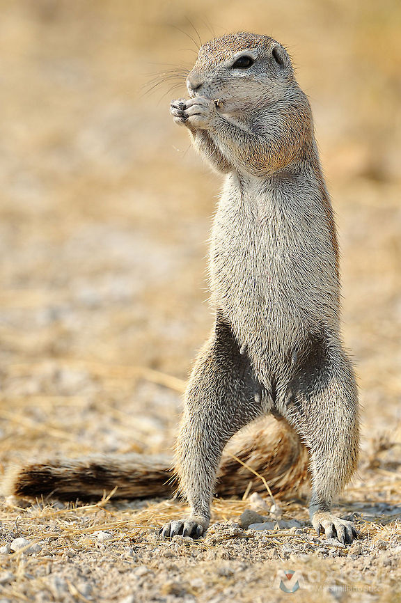 Cape ground squirrel - Xerus inauris  Cape ground squirrel,Xerus inauris