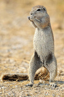 Cape ground squirrel - Xerus inauris  Cape ground squirrel,Xerus inauris