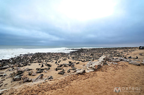 Brown Fur Seal - Arctocephalus pusillus The brown fur seal is the largest and most robust fur seal. It has a large and broad head with a pointed snout that may be flat or upturned slightly.Â The pinnae and vibrissae are long, and the vibrissae may extend backward past the pinnae, especially in adult males. The foreflippers are covered with sparse hair over about three-quarters of their length. The hindflippers are short relative to the large body, with short, fleshy tips on the digits.Â The size and weight of the brown fur seal depends on the subspecies. Males of the African subspecies (A. p. pusillus) are 2.3 metres (7.5Â ft) in length on average and weigh from 200â350 kilograms (440â770 lb). Females are smaller, averaging 1.8 metres (5.9Â ft) in length and weighing an average of 120 kilograms (260Â lb).Â Males of the Australian subspecies (A. p. doriferus) are 2â2.2 metres (6.6â7.2 ft) in length and weigh 218â360 kilograms (480â790 lb).Â Females are 1.2â1.8 metres (3.9â5.9 ft) length and weigh 36â110 kilograms (79â240 lb).
Adult male brown fur seals are dark gray to brown, with a darker mane of short, coarse hairs and a light belly, while adult females are light brown to gray, with a light throat and darker back and belly. The foreflippers of the fur seal are dark brown to black.Â Pups are born black and molt to gray pelage with a pale throat within three to five months. The skull of the African subspecies has a larger crest between the mastoid process and the jugular process of the exoccipital. Arctocephalus pusillus,Brown Fur Seal,Brown fur seal,Geotagged,Namibia,fur seal,namibia,otaria,seal,south africa