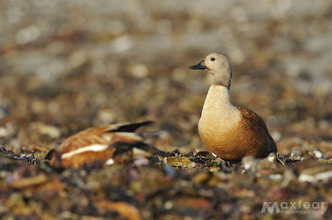 South African Shelduck