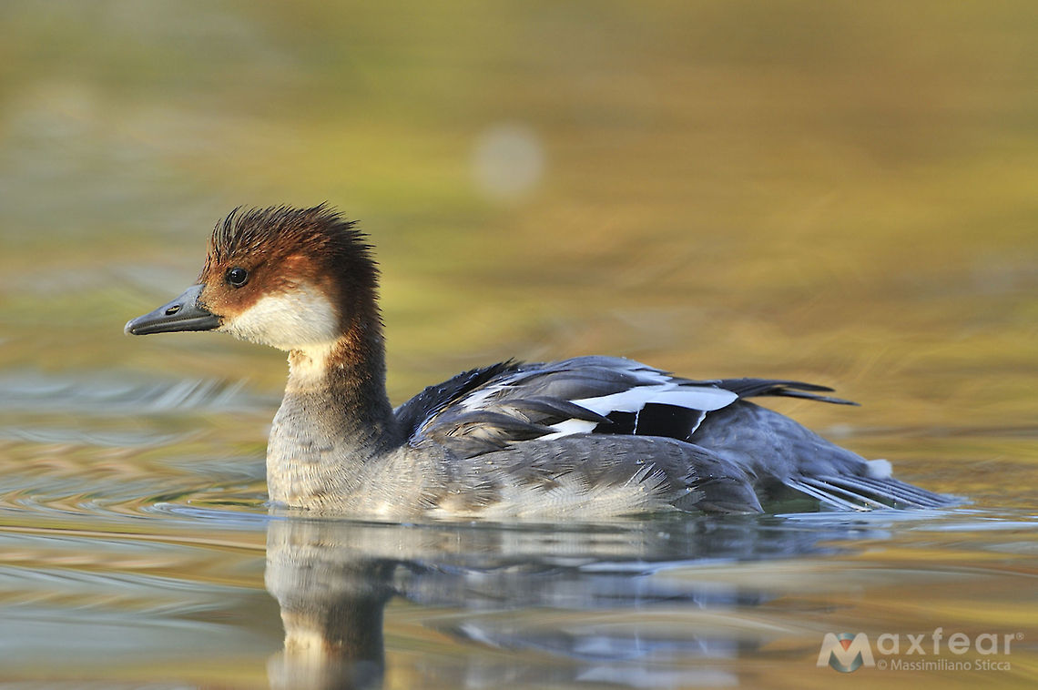 Smew - Mergellus albellus  Mergellus albellus,Smew,anatidae,anseriformes,italy,pesciaiola