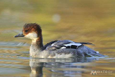 Smew - Mergellus albellus  Mergellus albellus,Smew,anatidae,anseriformes,italy,pesciaiola