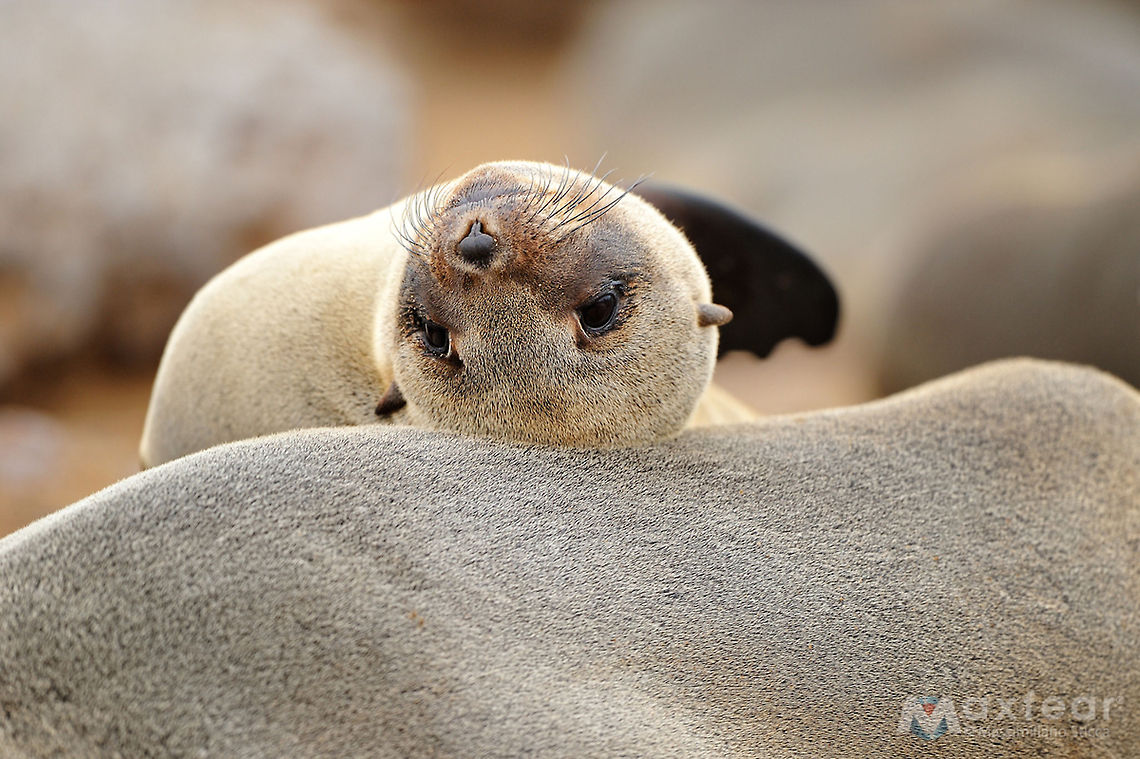 Brown Fur Seal - Arctocephalus pusillus The brown fur seal is the largest and most robust fur seal. It has a large and broad head with a pointed snout that may be flat or upturned slightly.&Acirc;&nbsp;The pinnae and vibrissae are long, and the vibrissae may extend backward past the pinnae, especially in adult males. The foreflippers are covered with sparse hair over about three-quarters of their length. The hindflippers are short relative to the large body, with short, fleshy tips on the digits.&Acirc;&nbsp;The size and weight of the brown fur seal depends on the subspecies. Males of the African subspecies (A. p. pusillus) are 2.3 metres (7.5&Acirc;&nbsp;ft) in length on average and weigh from 200&acirc;350 kilograms (440&acirc;770 lb). Females are smaller, averaging 1.8 metres (5.9&Acirc;&nbsp;ft) in length and weighing an average of 120 kilograms (260&Acirc;&nbsp;lb).&Acirc;&nbsp;Males of the Australian subspecies (A. p. doriferus) are 2&acirc;2.2 metres (6.6&acirc;7.2 ft) in length and weigh 218&acirc;360 kilograms (480&acirc;790 lb).&Acirc;&nbsp;Females are 1.2&acirc;1.8 metres (3.9&acirc;5.9 ft) length and weigh 36&acirc;110 kilograms (79&acirc;240 lb).<br />
Adult male brown fur seals are dark gray to brown, with a darker mane of short, coarse hairs and a light belly, while adult females are light brown to gray, with a light throat and darker back and belly. The foreflippers of the fur seal are dark brown to black.&Acirc;&nbsp;Pups are born black and molt to gray pelage with a pale throat within three to five months. The skull of the African subspecies has a larger crest between the mastoid process and the jugular process of the exoccipital. Arctocephalus pusillus,Brown Fur Seal,Brown fur seal,Geotagged,Namibia,fur seal,namibia,otaria,seal,south africa