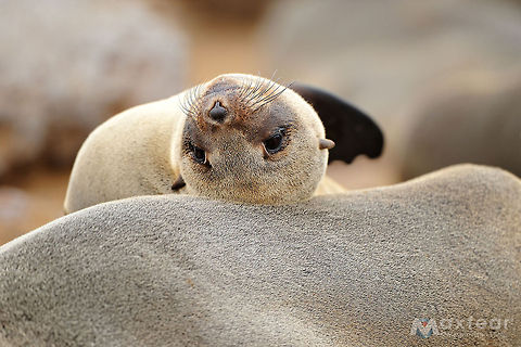 Brown Fur Seal - Arctocephalus pusillus The brown fur seal is the largest and most robust fur seal. It has a large and broad head with a pointed snout that may be flat or upturned slightly.Â The pinnae and vibrissae are long, and the vibrissae may extend backward past the pinnae, especially in adult males. The foreflippers are covered with sparse hair over about three-quarters of their length. The hindflippers are short relative to the large body, with short, fleshy tips on the digits.Â The size and weight of the brown fur seal depends on the subspecies. Males of the African subspecies (A. p. pusillus) are 2.3 metres (7.5Â ft) in length on average and weigh from 200â350 kilograms (440â770 lb). Females are smaller, averaging 1.8 metres (5.9Â ft) in length and weighing an average of 120 kilograms (260Â lb).Â Males of the Australian subspecies (A. p. doriferus) are 2â2.2 metres (6.6â7.2 ft) in length and weigh 218â360 kilograms (480â790 lb).Â Females are 1.2â1.8 metres (3.9â5.9 ft) length and weigh 36â110 kilograms (79â240 lb).
Adult male brown fur seals are dark gray to brown, with a darker mane of short, coarse hairs and a light belly, while adult females are light brown to gray, with a light throat and darker back and belly. The foreflippers of the fur seal are dark brown to black.Â Pups are born black and molt to gray pelage with a pale throat within three to five months. The skull of the African subspecies has a larger crest between the mastoid process and the jugular process of the exoccipital. Arctocephalus pusillus,Brown Fur Seal,Brown fur seal,Geotagged,Namibia,fur seal,namibia,otaria,seal,south africa