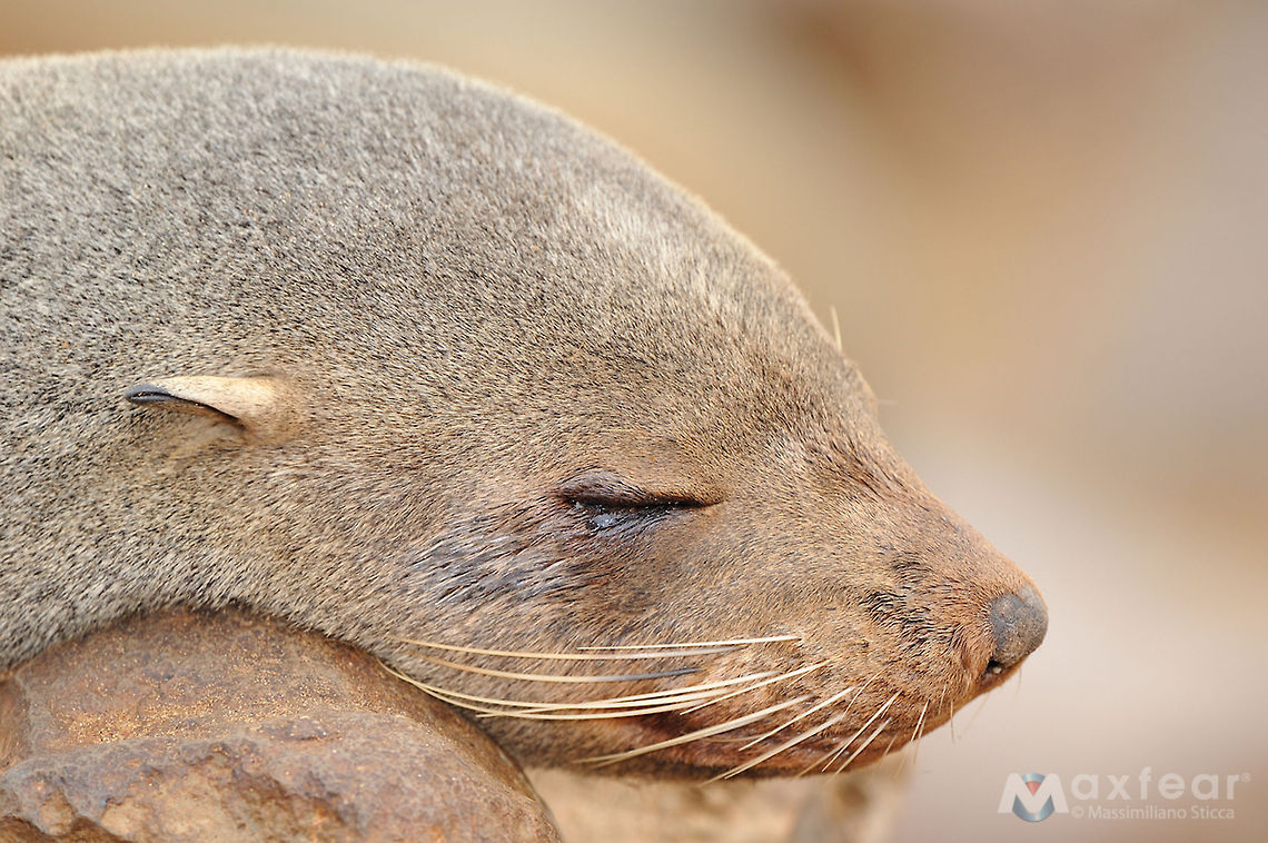Brown Fur Seal - Arctocephalus pusillus The brown fur seal is the largest and most robust fur seal. It has a large and broad head with a pointed snout that may be flat or upturned slightly.&Acirc;&nbsp;The pinnae and vibrissae are long, and the vibrissae may extend backward past the pinnae, especially in adult males. The foreflippers are covered with sparse hair over about three-quarters of their length. The hindflippers are short relative to the large body, with short, fleshy tips on the digits.&Acirc;&nbsp;The size and weight of the brown fur seal depends on the subspecies. Males of the African subspecies (A. p. pusillus) are 2.3 metres (7.5&Acirc;&nbsp;ft) in length on average and weigh from 200&acirc;350 kilograms (440&acirc;770 lb). Females are smaller, averaging 1.8 metres (5.9&Acirc;&nbsp;ft) in length and weighing an average of 120 kilograms (260&Acirc;&nbsp;lb).&Acirc;&nbsp;Males of the Australian subspecies (A. p. doriferus) are 2&acirc;2.2 metres (6.6&acirc;7.2 ft) in length and weigh 218&acirc;360 kilograms (480&acirc;790 lb).&Acirc;&nbsp;Females are 1.2&acirc;1.8 metres (3.9&acirc;5.9 ft) length and weigh 36&acirc;110 kilograms (79&acirc;240 lb).<br />Adult male brown fur seals are dark gray to brown, with a darker mane of short, coarse hairs and a light belly, while adult females are light brown to gray, with a light throat and darker back and belly. The foreflippers of the fur seal are dark brown to black.&Acirc;&nbsp;Pups are born black and molt to gray pelage with a pale throat within three to five months. The skull of the African subspecies has a larger crest between the mastoid process and the jugular process of the exoccipital. Arctocephalus pusillus,Brown Fur Seal,Brown fur seal,Geotagged,Namibia,fur seal,namibia,otaria,seal,south africa