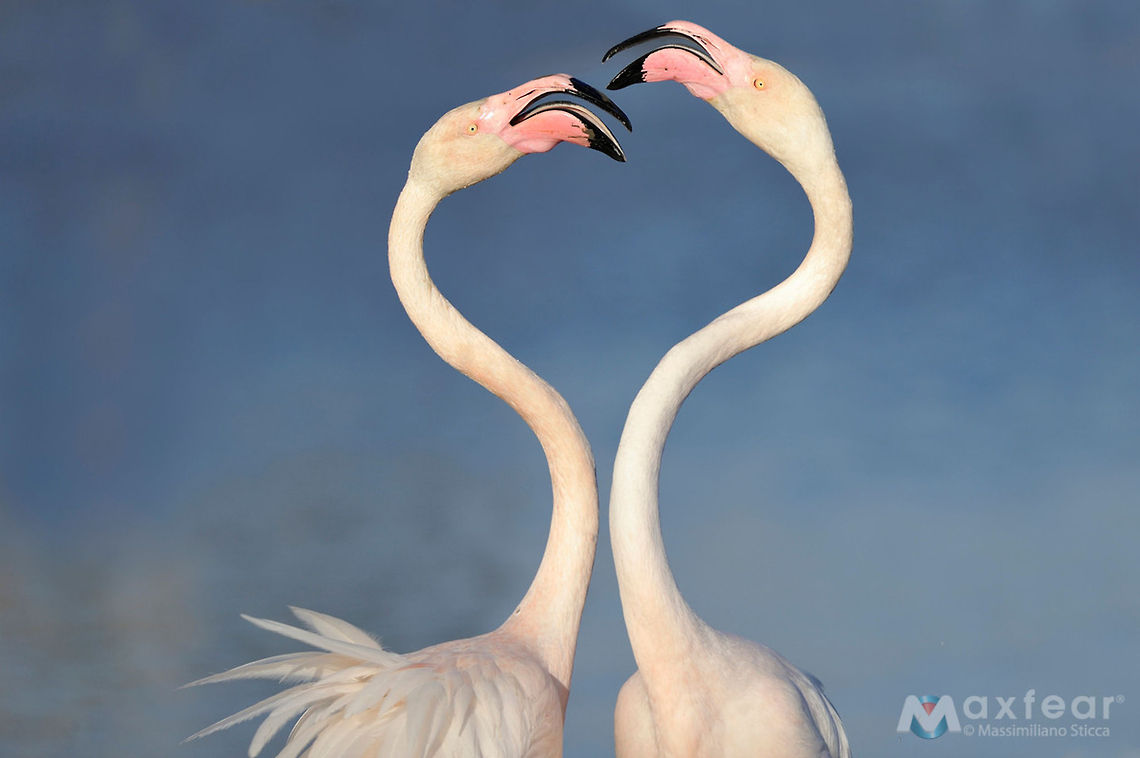 Greater Flamingo - Phoenicopterus roseus The Greater Flamingo (Phoenicopterus roseus) is the most widespread species of the flamingo family. It is found in parts of Africa, southern Asia (coastal regions of Pakistan and India), and southern Europe (including Spain, Albania, Turkey, Greece, Cyprus, Portugal, Italy and the Camargue region of France). Some populations are short distance migrants, and sightings north of the breeding range are relatively frequent; however, given the species' popularity in captivity, whether or not these are truly wild individuals is a matter of some debate. A single bird was seen on North Keeling Island (Cocos (Keeling) Islands) in 1988. The Greater Flamingo is the state bird of Gujarat, India. Greater Flamingo,Phoenicopteridae,Phoenicopteriformes,Phoenicopterus roseus,camargue,fenicotteri,fenicottero,flamingo