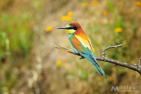 European Bee-eater - Merops apiaster  Coraciiformes,European Bee-eater,Meropidae,Merops apiaster,bee eater,eating,gruccione,gruccioni,nesting