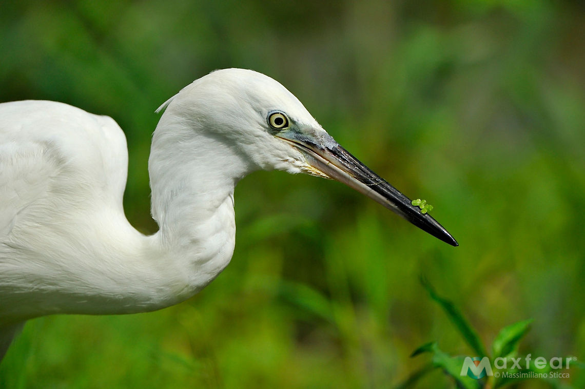 Little Egret - Egretta Garzetta  Airone,Egretta Garzetta,Egretta garzetta,Garzetta,Little Egret,ardeidae,ciconiiformes