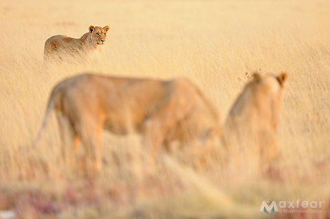 7943904010_a5940ae61b_b  Lion,Panthera leo