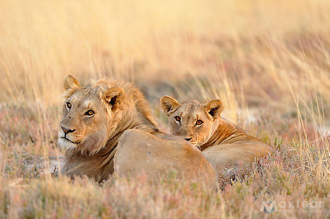 Lion - Panthera leo The lion (Panthera leo) is one of the four big cats in the genus Panthera and a member of the family Felidae. With some males exceeding 250 kg, it is the second-largest living cat after the tiger. Wild lions currently exist in sub-Saharan Africa and in Asia, with an endangered remnant population in Gir Forest National Park in India, having disappeared from North Africa and Southwest Asia in historic times. Until the late Pleistocene, about 10,000 years ago, the lion was the most widespread large land mammal after humans. They were found in most of Africa, across Eurasia from western Europe to India, and in the Americas from the Yukon to Peru. The lion is a vulnerable species, having seen a major population decline of 30&acirc;50% over the past two decades[date missing] in its African range. Lion populations are untenable outside designated reserves and national parks. Although the cause of the decline is not fully understood, habitat loss and conflicts with humans are currently the greatest causes of concern. Within Africa, the West African lion population is particularly endangered.
Lions live for 10&acirc;14 years in the wild, while in captivity they can live longer than 20 years. In the wild, males seldom live longer than 10 years, as injuries sustained from continual fighting with rival males greatly reduce their longevity. They typically inhabit savanna and grassland, although they may take to bush and forest. Lions are unusually social compared to other cats. A pride of lions consists of related females and offspring and a small number of adult males. Groups of female lions typically hunt together, preying mostly on large ungulates. Lions are apex and keystone predators, although they scavenge as opportunity allows. While lions do not typically hunt humans, some have been known to do so. Sleeping mainly during the day, lions are primarily nocturnal, although bordering on crepuscular in nature.
Highly distinctive, the male lion is easily recognised by its mane. Geotagged,Lion,Namibia,Panthera leo,africa,etosha,leone,lion,namibia,panthera leo