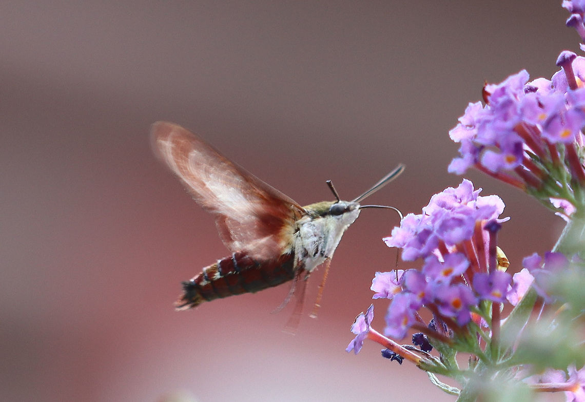 Hummingbird Clearwing Moth - Hemaris thysbe  Geotagged,Hemaris thysbe,Hummingbird Clearwing,Summer,United States