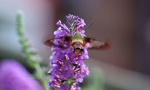 Hummingbird Clearwing Moth - Hemaris thysbe  Geotagged,Hemaris thysbe,Hummingbird Clearwing,Summer,United States