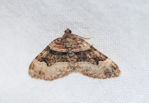 Toothed Brown Carpet - Xanthorhoe lacustrata Attracted to an LED light in a rural area. Geotagged,Summer,Toothed Brown Carpet,United States,Xanthorhoe lacustrata