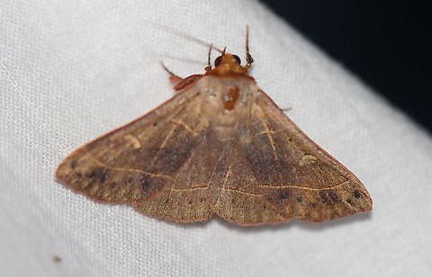 Red-lined Panopoda - Panopoda rufimargo Attracted to an LED light in a rural area. Geotagged,Panopoda rufimargo,Red-lined panopoda,Summer,United States