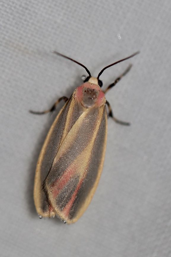 Painted Lichen Moth - Hypoprepia fucosa Attracted to an LED light in a rural area Geotagged,Hypoprepia fucosa,Painted lichen moth,Summer,United States