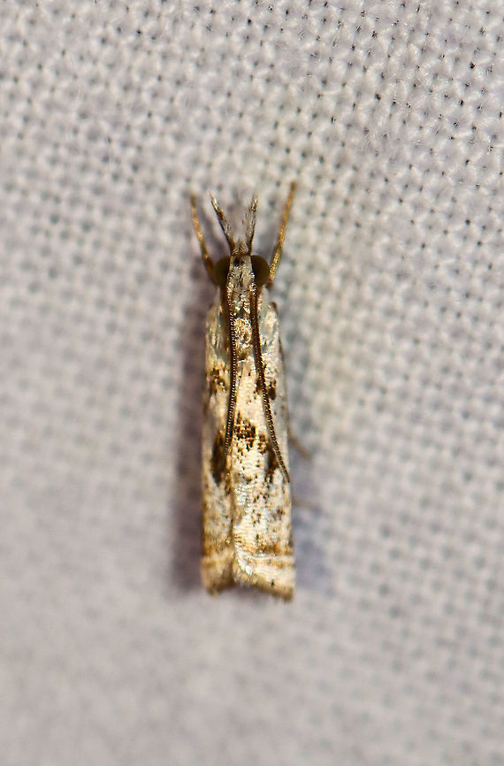 Elegant grass-veneer moth - Microcrambus elegans Attracted to an LED light in a rural area. Elegant grass-veneer moth,Geotagged,Microcrambus elegans,Moth Week 2021,Summer,United States