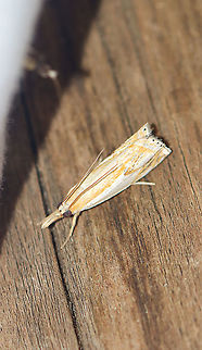 Pasture grass-veneer moth - Crambus saltuellus Attracted an an LED light in a rural area. Crambus saltuellus,Geotagged,Moth Week 2021,Pasture grass-veneer,Summer,United States