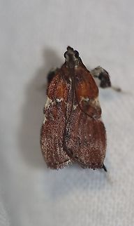 Boxwood Leaftier - Galasa nigrinodis Attracted to an LED light in a rural area. Boxwood Leaftier,Galasa nigrinodis,Geotagged,Moth Week 2021,Summer,United States