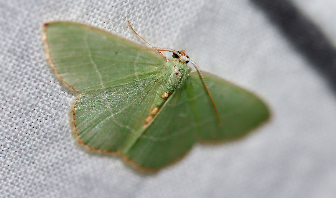 Red-fringed Emerald - Nemoria bistriaria Attracted to an LED light in a rural area. Geotagged,Moth Week 2021,Nemoria bistriaria,Red-fringed emerald,Summer,United States