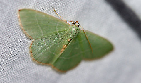 Red-fringed Emerald - Nemoria bistriaria Attracted to an LED light in a rural area. Geotagged,Moth Week 2021,Nemoria bistriaria,Red-fringed emerald,Summer,United States