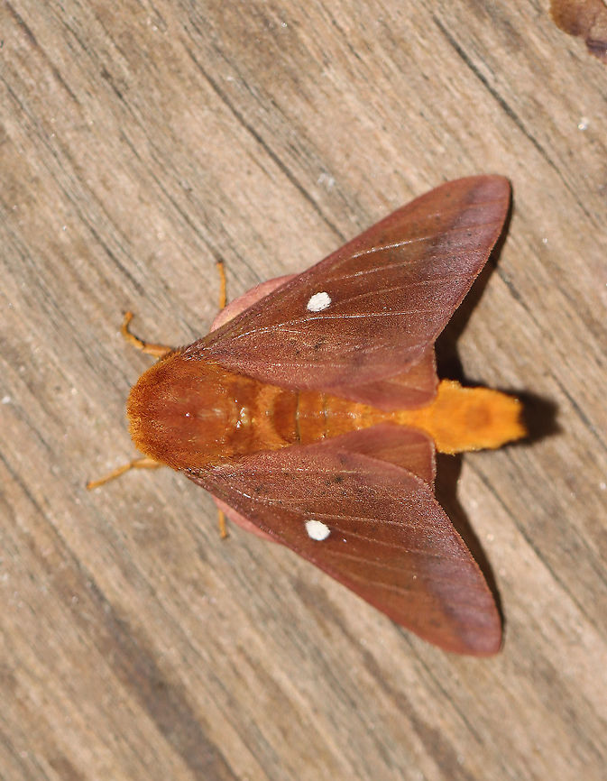 Orangestriped oakworm - Aniston senatoria Attracted to an LED light in a rural area. Anisota senatoria,Geotagged,Moth Week 2021,Orangestriped oakworm,Summer,United States