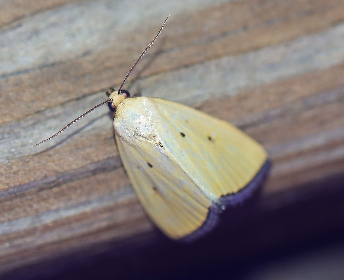 Black-bordered lemon moth - Marimatha nigrofimbria Attracted to an LED light in a rural area. Black-bordered Lemon Moth,Geotagged,Marimatha nigrofimbria,Moth Week 2021,Summer,United States