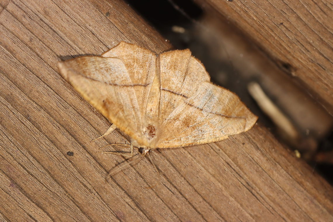 Large maple spanworm - Prochoerodes lineola Attracted to an LED light in a rural area. Geotagged,Large maple spanworm,Moth Week 2021,Prochoerodes lineola,Summer,United States