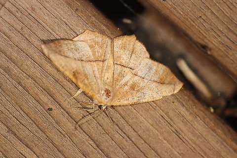 Large maple spanworm - Prochoerodes lineola Attracted to an LED light in a rural area. Geotagged,Large maple spanworm,Moth Week 2021,Prochoerodes lineola,Summer,United States