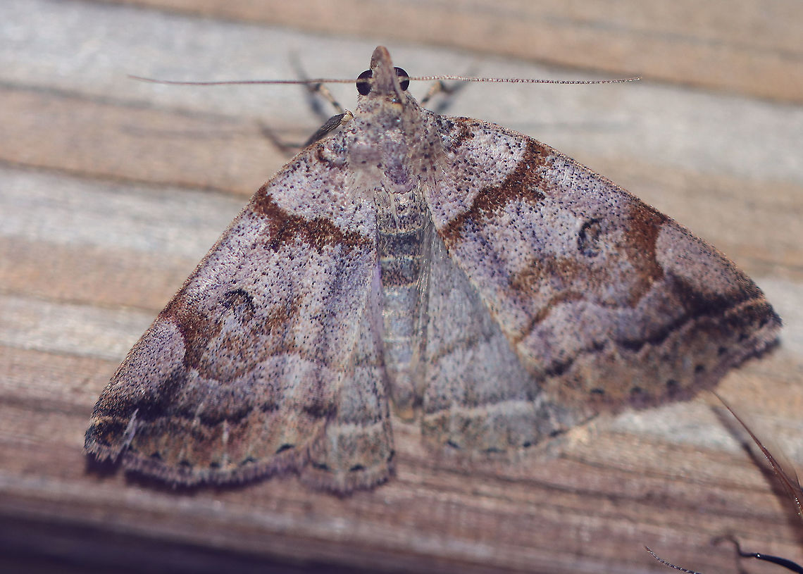 Variable fan-foot - Zanclognatha laevigata Attracted to an LED light in a rural area. Geotagged,Moth Week 2021,Summer,United States,Variable Fan-Foot,Zanclognatha laevigata