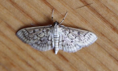 Herpetogramma sp. Attracted to an LED light in a rural area. Geotagged,Herpetogramma,Moth Week 2021,Summer,United States