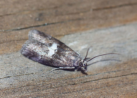 Engel’s salebriarium - Salebriaria engeli Attracted to an LED light in a rural area. Engel’s salebriarium,Geotagged,Moth Week 2021,Salebriaria engeli,Summer,United States