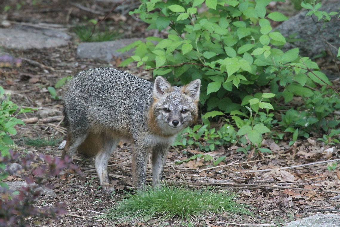 Gray Fox This gray fox was spotted eating bird seed beneath the feeders at the edge of our yard, which is in a rural wooded habitat with a lot of oak trees. It is one of a pair that is often captured at night on our trail camera. Geotagged,Gray fox,Spring,United States,Urocyon cinereoargenteus