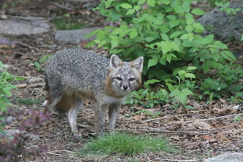 Gray Fox This gray fox was spotted eating bird seed beneath the feeders at the edge of our yard, which is in a rural wooded habitat with a lot of oak trees. It is one of a pair that is often captured at night on our trail camera. Geotagged,Gray fox,Spring,United States,Urocyon cinereoargenteus