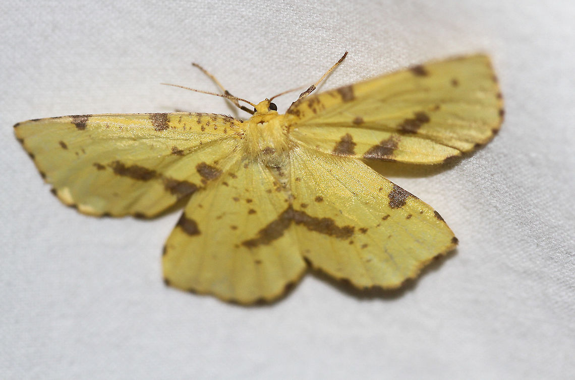 Crocus Geometer Attracted to an LED light in a rural area. Crocus Geometer,Geotagged,Moth Week 2020,Summer,United States,Xanthotype sospeta