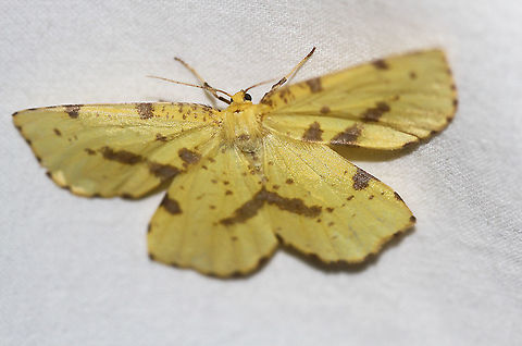 Crocus Geometer Attracted to an LED light in a rural area. Crocus Geometer,Geotagged,Moth Week 2020,Summer,United States,Xanthotype sospeta