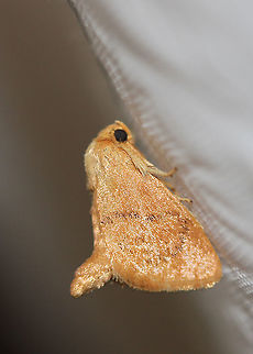 Red-crossed_Button_Slug Attracted to an LED light in a rural area. Geotagged,Moth,Moth Week 2020,Red-crossed Button Slug,Summer,Tortricidia pallida,United States
