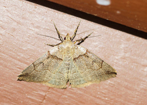 Variable Fan-foot Attracted to an LED light in a rural area. Geotagged,Moth,Moth Week 2020,Summer,United States,Variable Fan-Foot,Zanclognatha laevigata