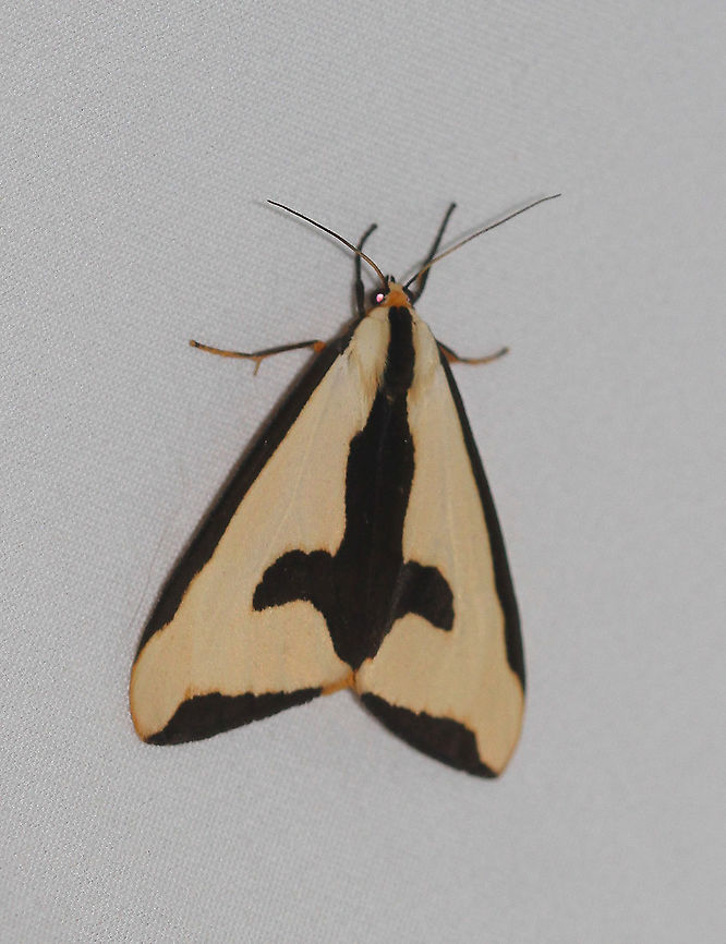 Haploa clymene Attracted to an LED light in a rural area. Clymene Moth,Geotagged,Haploa clymene,Moth,Moth Week 2020,Summer,United States