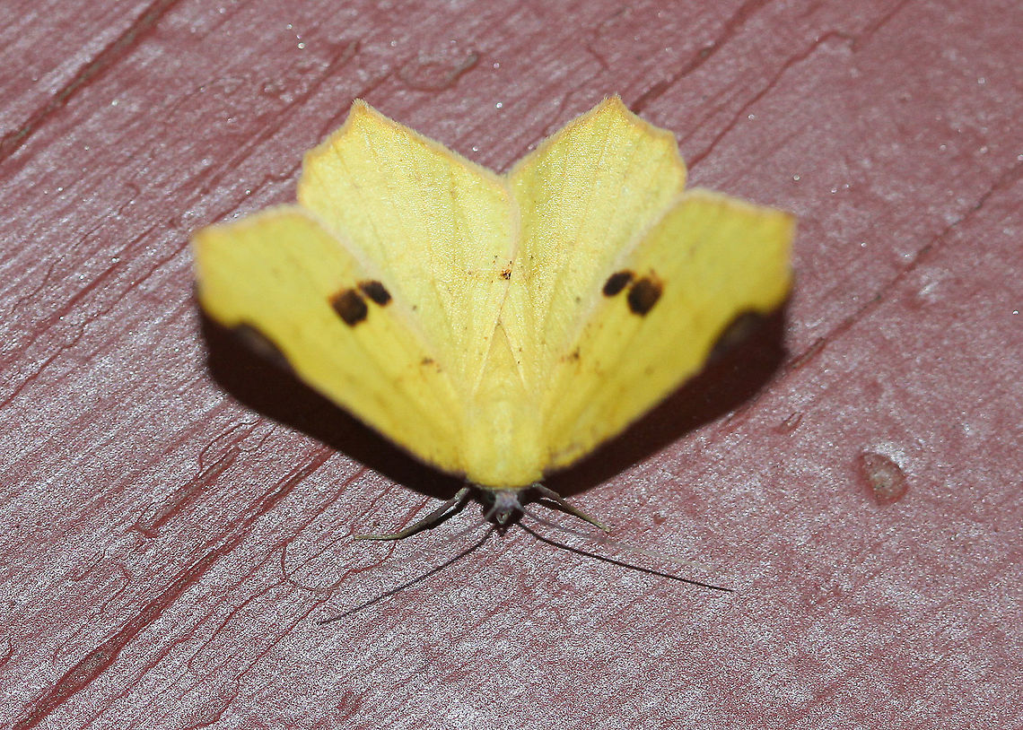 Variable Antepione Attracted to an LED light in a rural area. Antepione thisoaria,Geotagged,Moth,Moth Week 2020,Summer,United States,Variable antepione