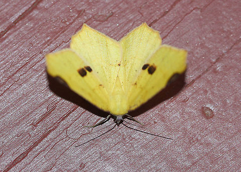 Variable Antepione Attracted to an LED light in a rural area. Antepione thisoaria,Geotagged,Moth,Moth Week 2020,Summer,United States,Variable antepione