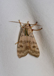 Tussock Moth - Halysidota sp. Attracted to an LED light in a rural area. Geotagged,Halysidota,Moth,Moth Week 2020,Summer,Tussock moth,United States