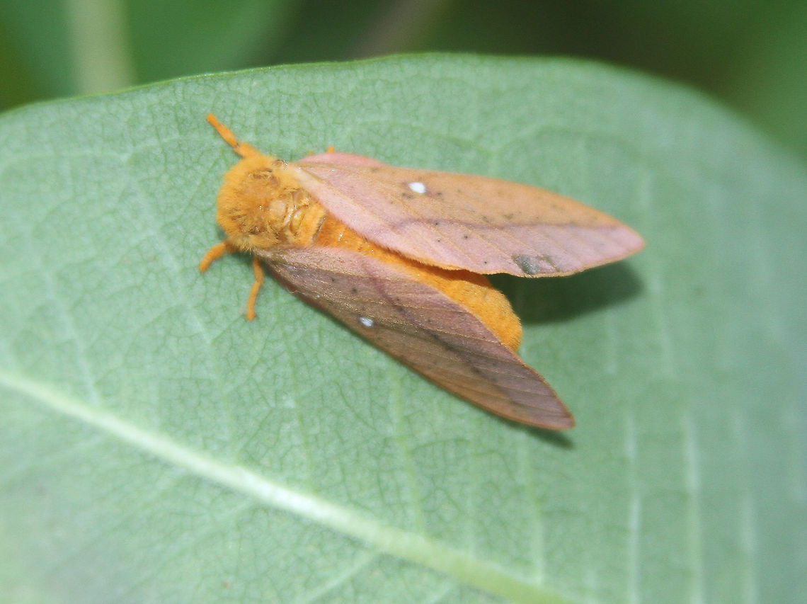 Anisota senatoria Attracted to an LED light in a rural area. Anisota senatoria,Geotagged,Moth,Moth Week 2020,Orangestriped oakworm,Summer,United States