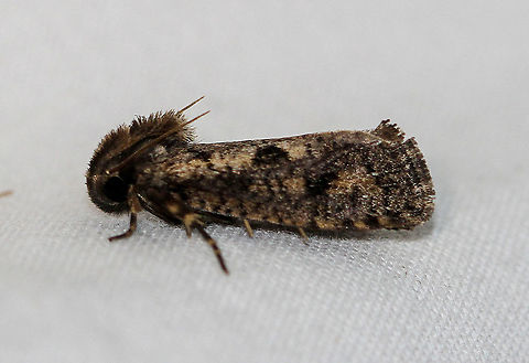 Acrolophus popeanella - Clemens’ Grass Tubeworm Moth Attracted to an LED light in a rural area. Acrolophus popeanella,Clemens’ Grass Tubeworm Moth,Geotagged,Moth,Moth Week 2020,Summer,United States
